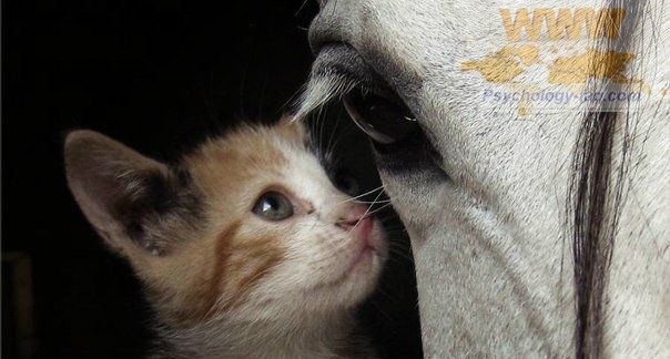 Чем отличается душа животного 